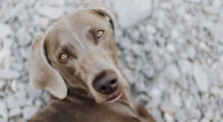 Torna Lol, e Matano lo dedica al suo cane